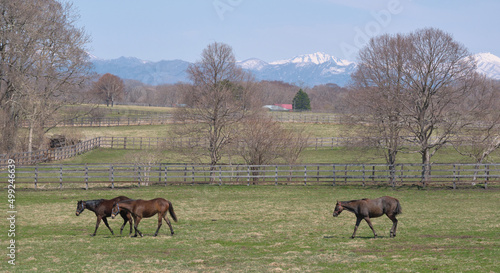 牧場の風景(Ranch scenery) © FRAGMENTSOFHOKKAIDO