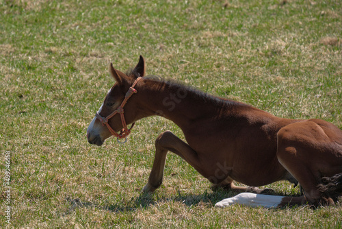 起き上がる仔馬(Get up foal) photo