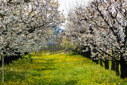 Cherry trees in bloom photo