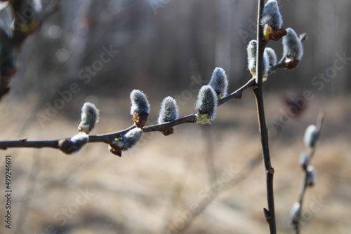 Willow blossoms in Ukraine in early spring 