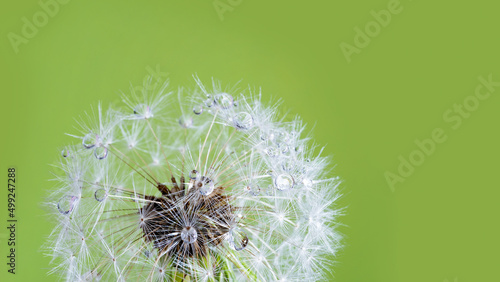 Macro nature. Beautiful dew drops on dandelion seed macro. Beautiful soft background. Water drops on parachutes dandelion. Copy space. soft focus on water droplets. circular shape, abstract background