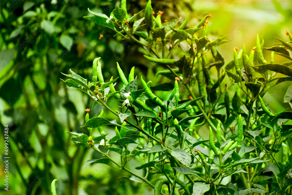 Fototapeta premium fresh green chillies in the agriculture.