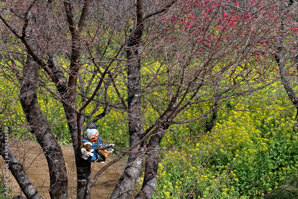 Fototapeta premium 西川花公園 待機中の花咲か爺さん （高知県 香南市）