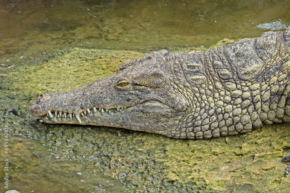Fototapeta premium a crocodile in the zoo