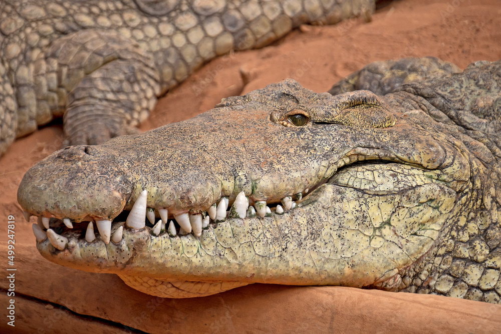 large adult crocodile in the sand large adult crocodile in the sand