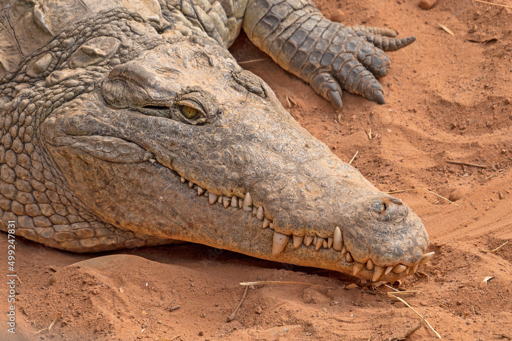 Fototapeta premium large adult crocodile in the sand