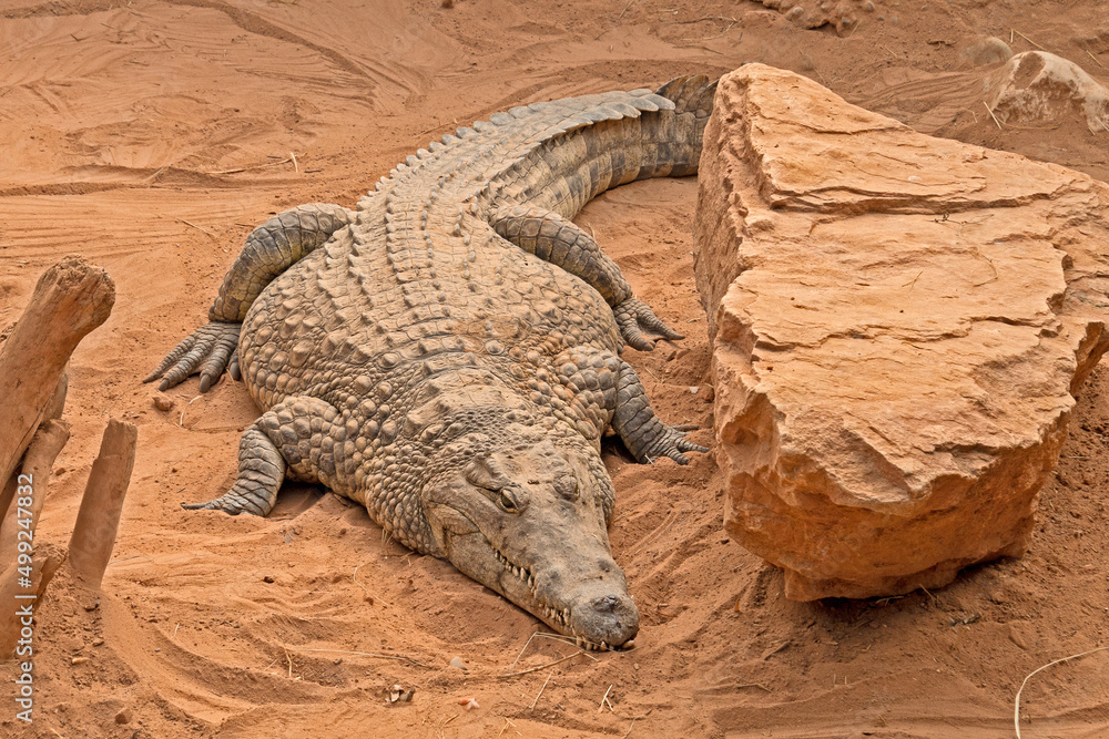 Fototapeta premium large adult crocodile in the sand