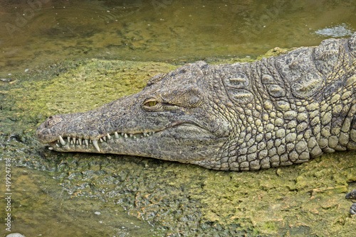 a crocodile in the zoo