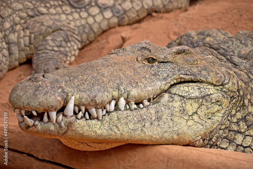 large adult crocodile in the sand