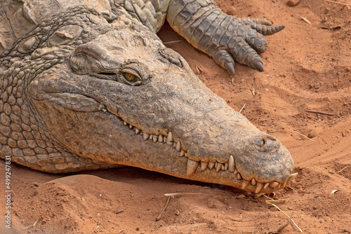 Fotografia large adult crocodile in the sand
