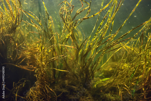 green algae underwater in the river landscape riverscape  ecology nature