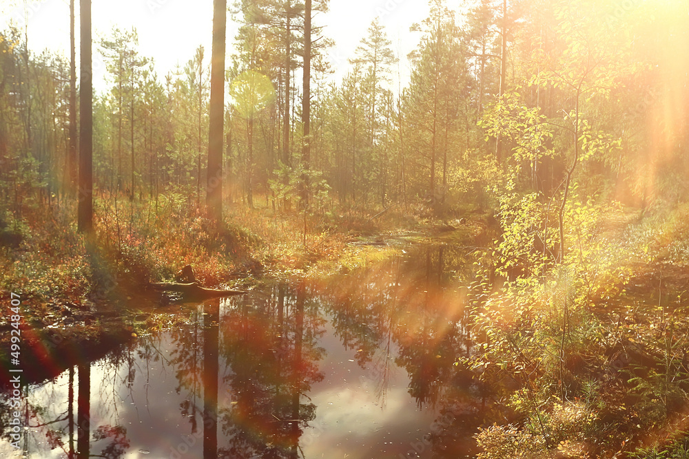 golden autumn forest landscape, mixed forest view, taiga, nature in october golden autumn forest landscape, mixed forest view, taiga, nature in october