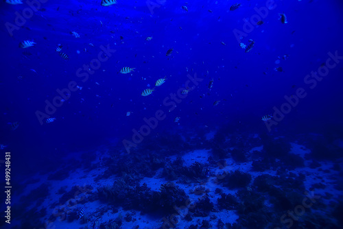flock of fish in the sea background underwater view © kichigin19