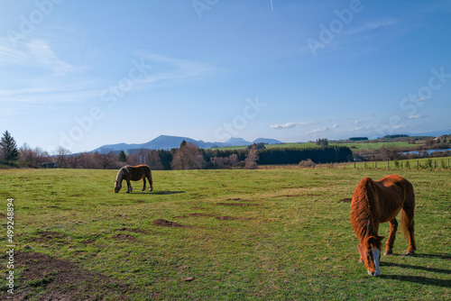 deux chevaux dans un pré en Auvergne