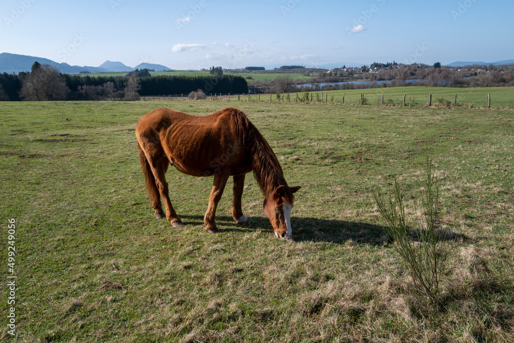 Obraz premium cheval dans un pré en Auvergne