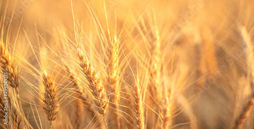 Wheat field  wheat ears in the rays of the setting sun. The concept of a rich harvest.