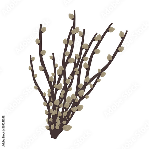 Willow twig, colorful vector illustration