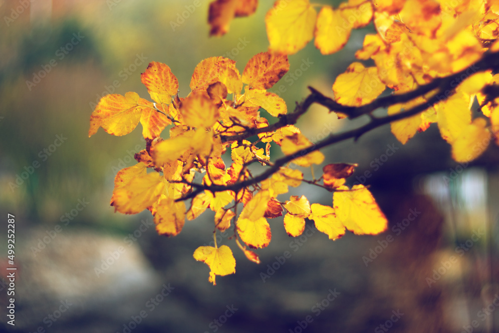 autumn leaves on the tree autumn leaves on the tree