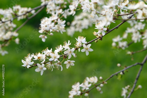 branch of blossoming tree with white flowers