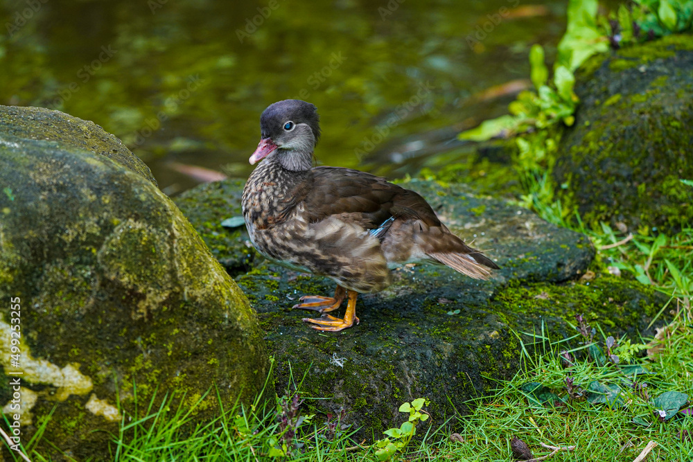 Fototapeta premium Wooden Duck standing on a rock in the lake