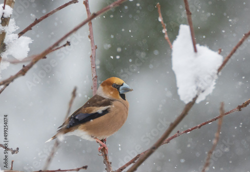 Hawfinch (Coccothraustes coccothraustes) in snowfall