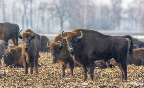 European Bison herd grazing in field