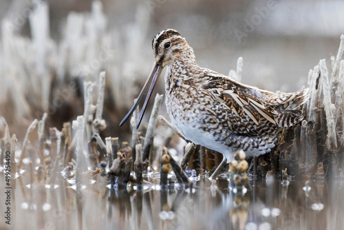 Obraz na plátně The common snipe (Gallinago gallinago)