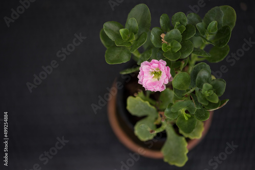 top view of blooming geraniums with pink petals on pot