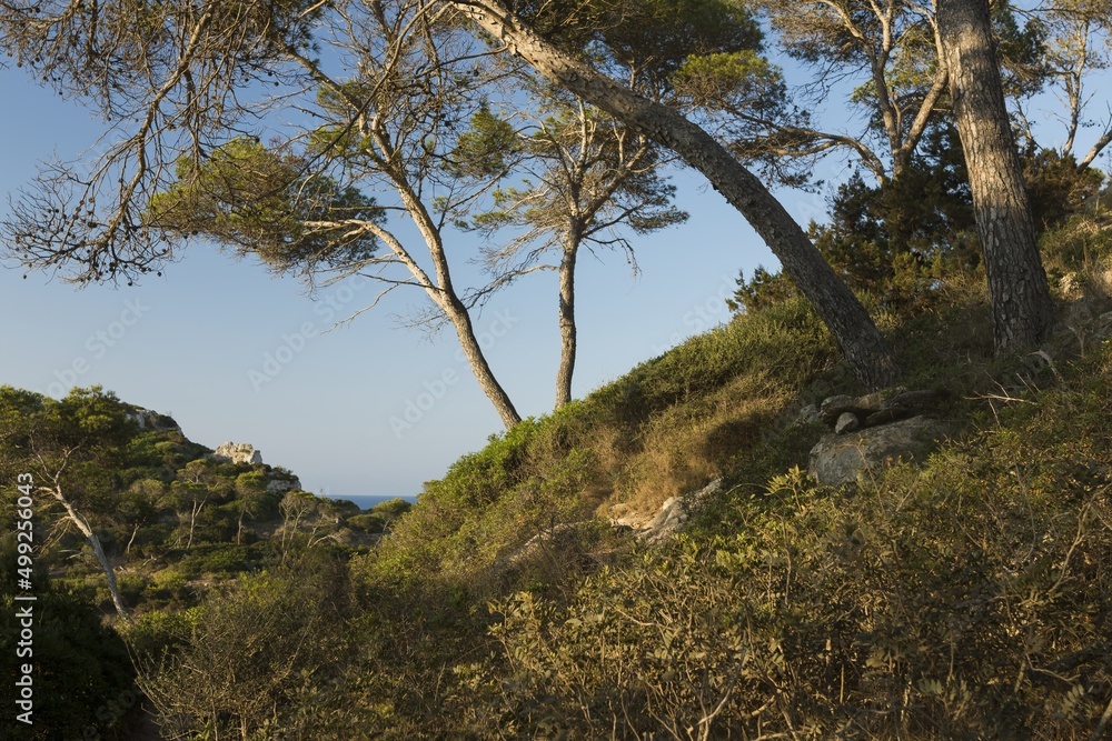 Landscape at Caló del Moro beach, beautiful trees and nature, Mallorca, Balearic Islands, Spain. Landscape at Caló del Moro beach, beautiful trees and nature, Mallorca, Balearic Islands, Spain.