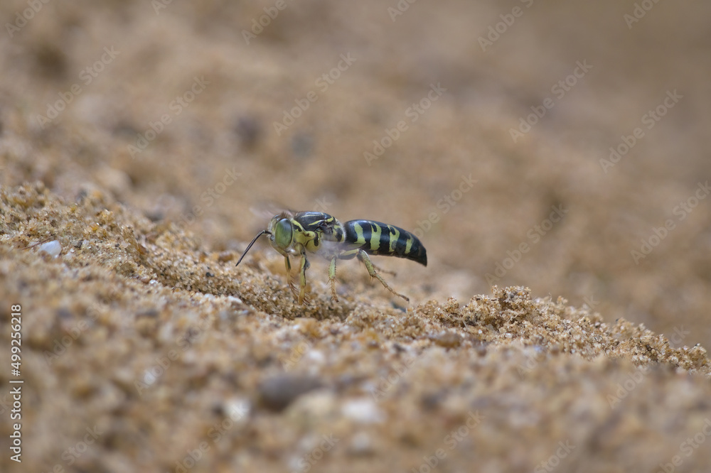sand wasp landed on a hole in the sand
