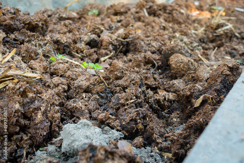 A close up shot of cattle dung organic manure in India. It is an organic fertilizer and manure containing essential nutrients for healthy growth of plants.