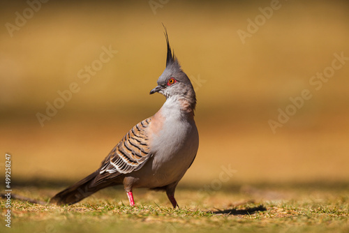 Full body portrait of a Crested Pigeon (Ocyphaps lophotes) against blurred background
 photo