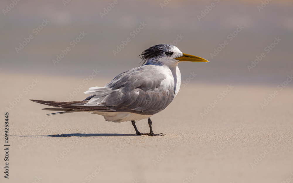 Greater Crested Tern (Thalasseus bergii) juvenile on beach in Western Australia Greater Crested Tern (Thalasseus bergii) juvenile on beach in Western Australia