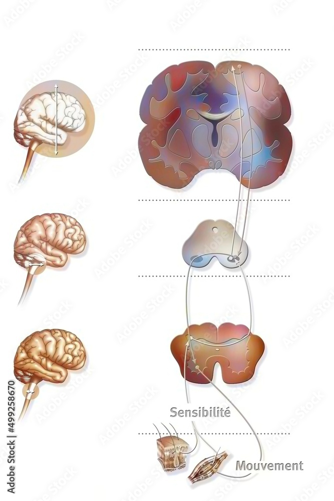 Sensorimotor loop control of the brain to motor reactions. Stock