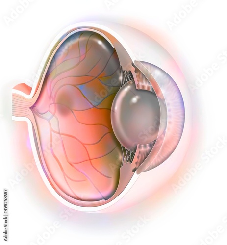 фотографія Sagittal view of the eye anatomy showing lens retina cornea iris.
