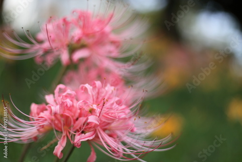 ピンクの彼岸花 © saiyan8