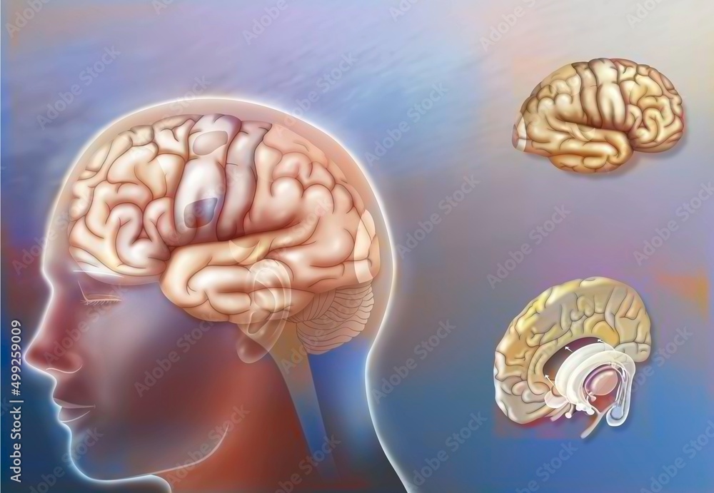 Obraz premium Left and right hemisphere brain areas and midline structures.
