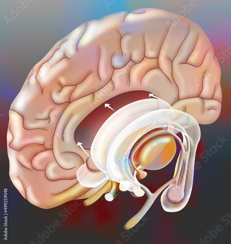 The median structures connecting the cerebral hemispheres (hippocampus. photo