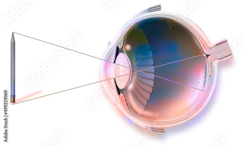 Anatomy of an eye and vision image reflection (pencil) on the retina.