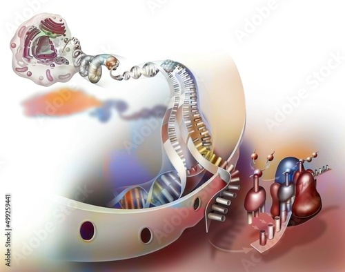 DNA transcription for protein production and translation.