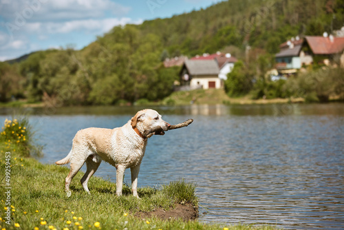 Fototapeta Naklejka Na Ścianę i Meble -  Playful dog with stick on meadow. Labrador retriever standing on the grassy bank of the river on sunny spring day..