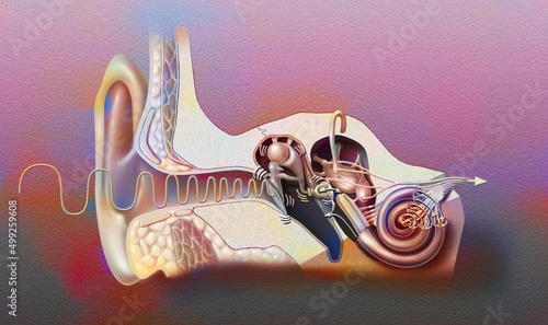 Anatomy of the ear showing the eardrum ossicles hammer anvil. photo