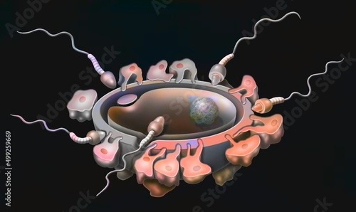 Fertilization: penetration of a single sperm into an oocyte. photo