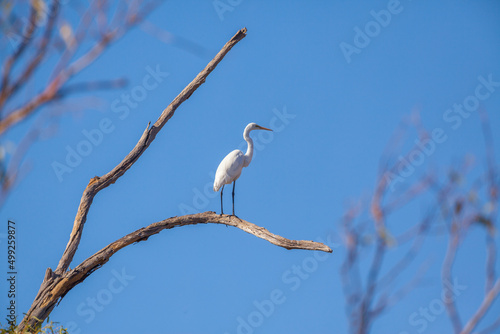 Eastern great egret (Ardea alba modesta) perched on a branch in a dead tree against blue sky