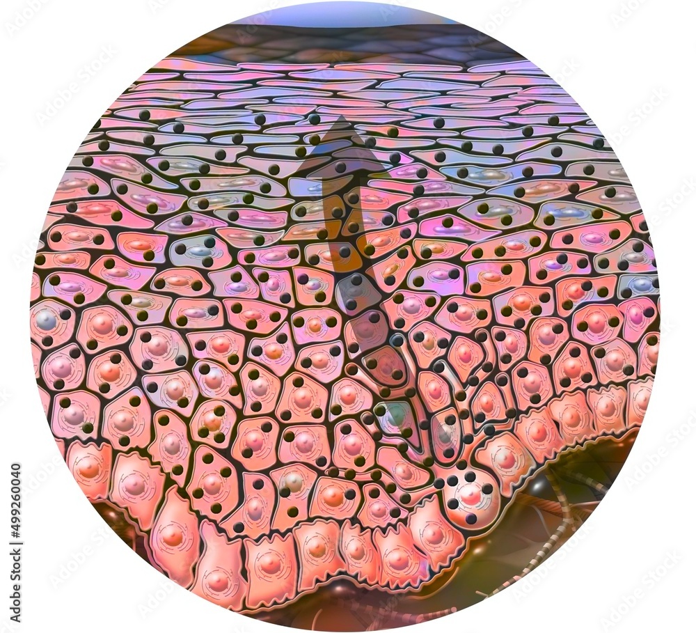 Dark skin type with lots of melanin grains. Stock Illustration | Adobe ...