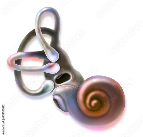 Inner ear and vestibular apparatus with semicircular canals macule. photo