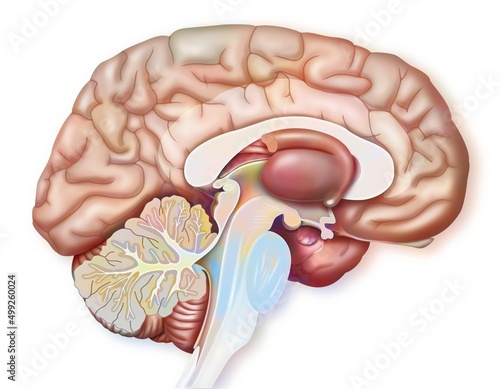 Median sagittal section of the brain with cingulate gyrus tonsil. photo
