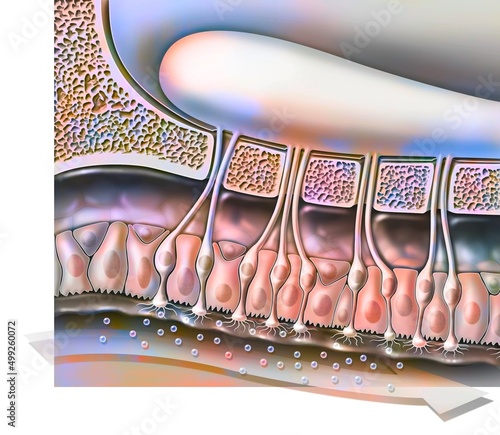 The organ of olfaction with the olfactory bulb supporting cells. photo