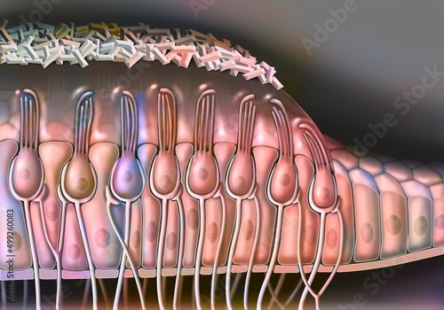 Anatomy of the macule showing the cells (ciliates supports).