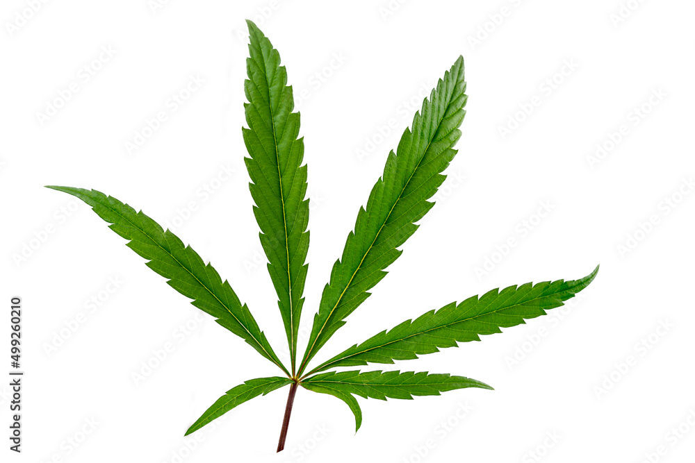 Leaf of Hemp or therapeutic cannabis close-up on cutout white. Leaf of Hemp or therapeutic cannabis close-up on cutout white.